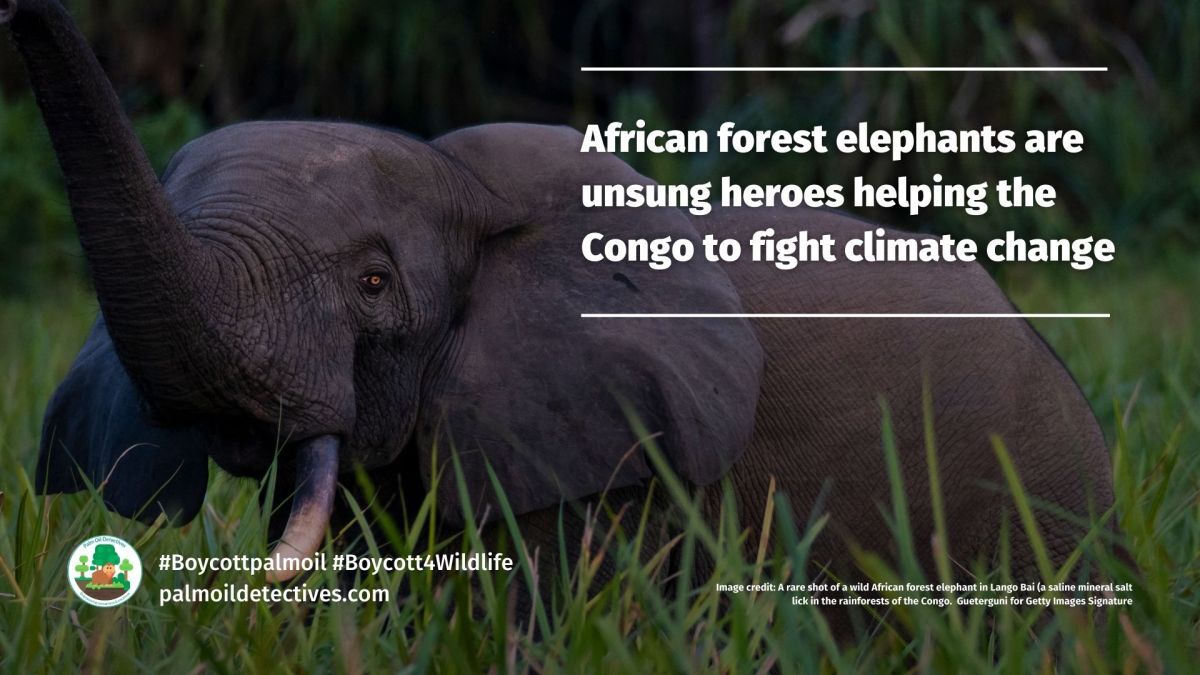 African forest elephants help to capture carbon