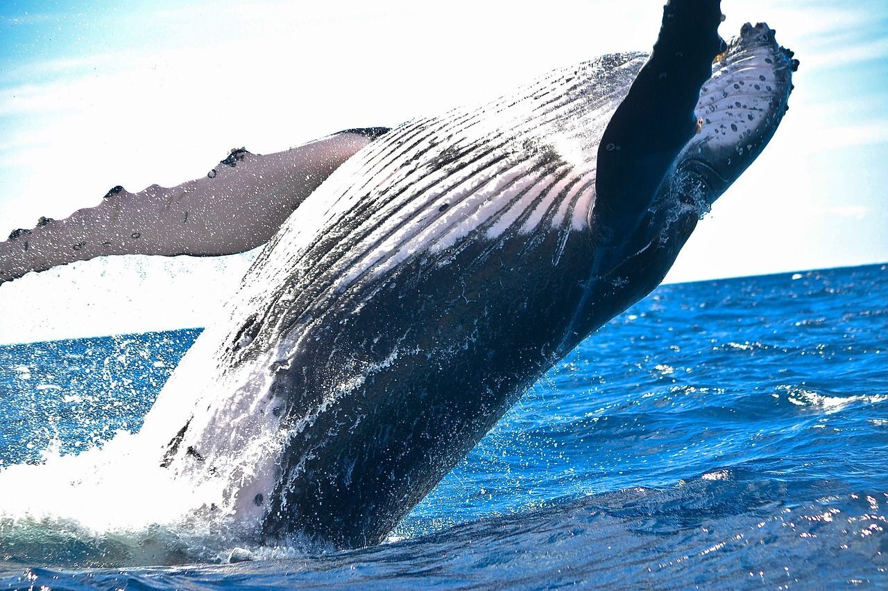 A whale leaping out of the sea. (Pexels/Pixabay)
