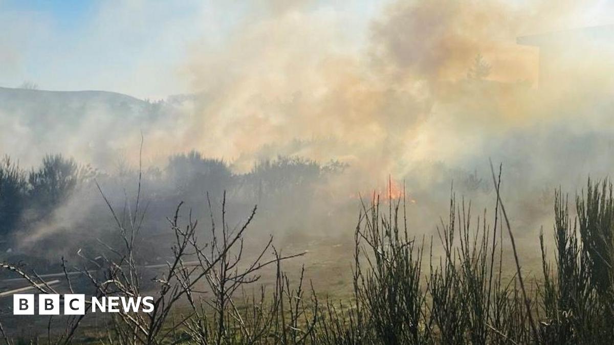 Burnt vegetation and undergrowth. Trees and bushes can be seen further from the camera. It is a dry, clear day. 