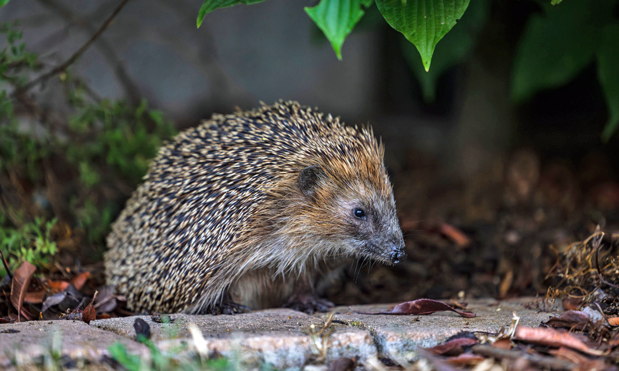 Foto eines Igels in einem Garten