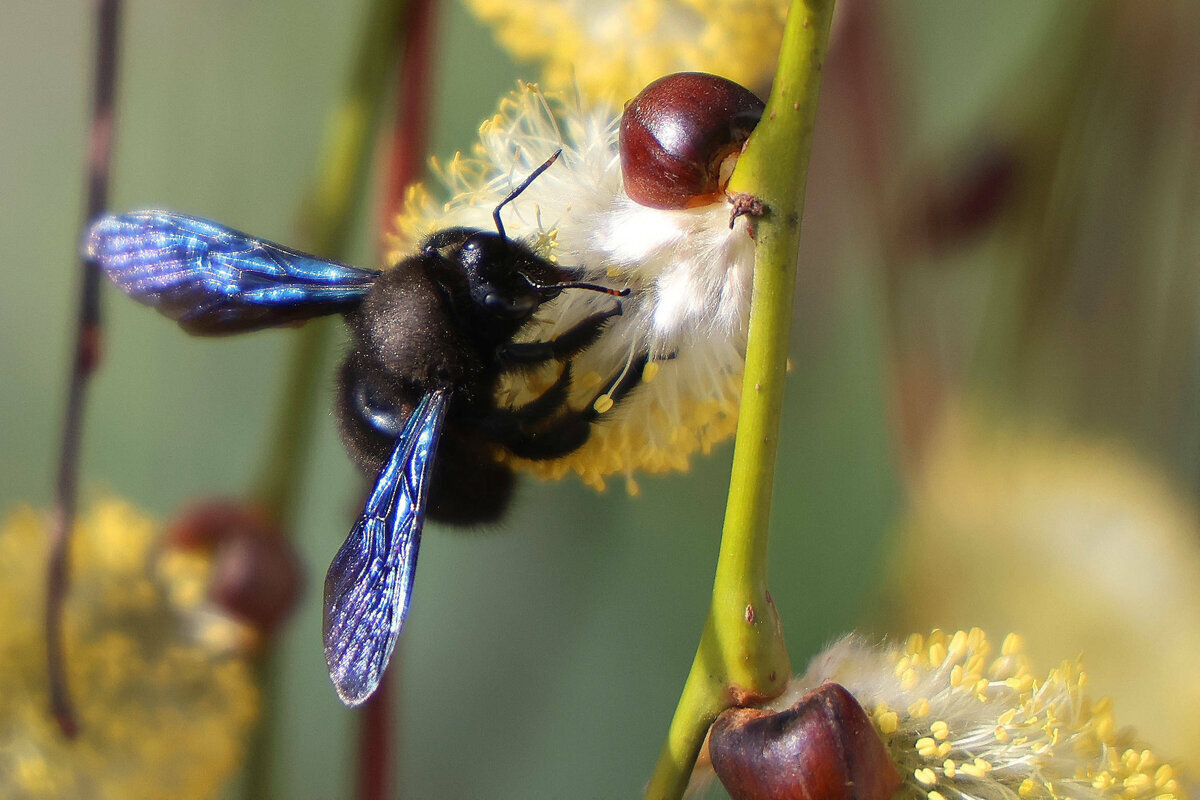 Schwarze Holzbiene Xylocopa an den bluehenden Kaetzchen
