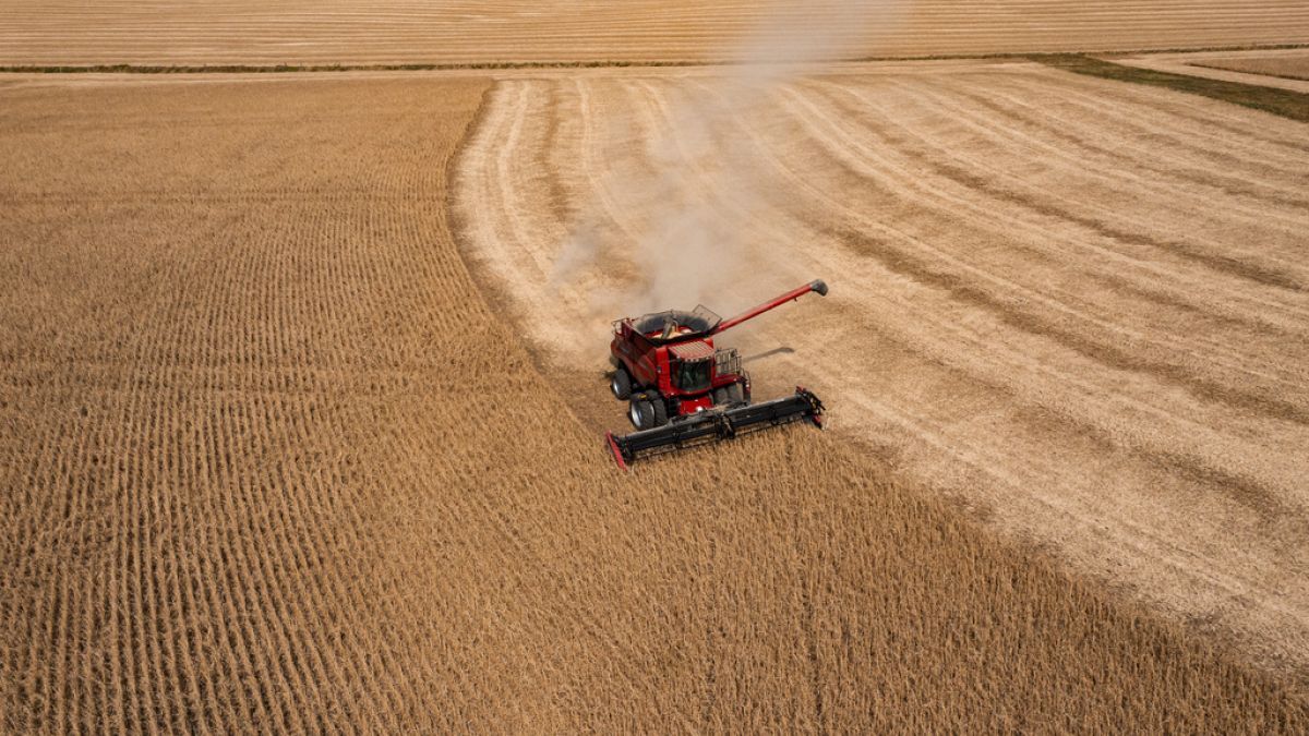 A combine harvesting soybean in the US. | Copyright Nick Rohlman/AP