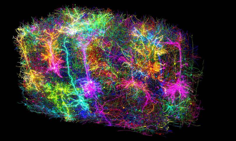 Das Bild zeigt mehr als 1.000 der 120.000 Gehirnzellen (Neuronen + Glia), die im Rahmen des MICRONS-Projekts rekonstruiert wurden.