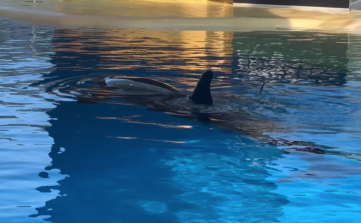 Morgan has given birth twice since she arrived at Loro Parque in 2011, first to a daughter, who is now dead, and recently to a son. How long will it be before trainers start the process of shaping Morgan's second offspring into a performer, just like they did with her daughter Ula?