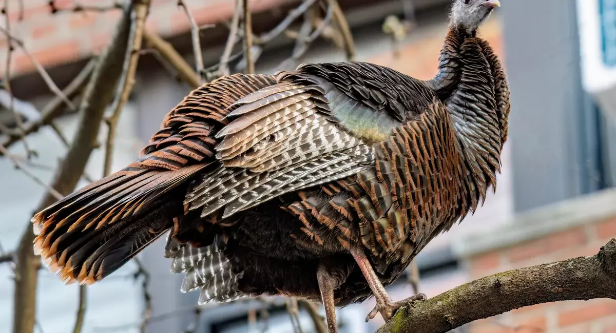 Astoria the wild turkey struts through Manhattan after flying in from Roosevelt Island, possibly in search of a mate.