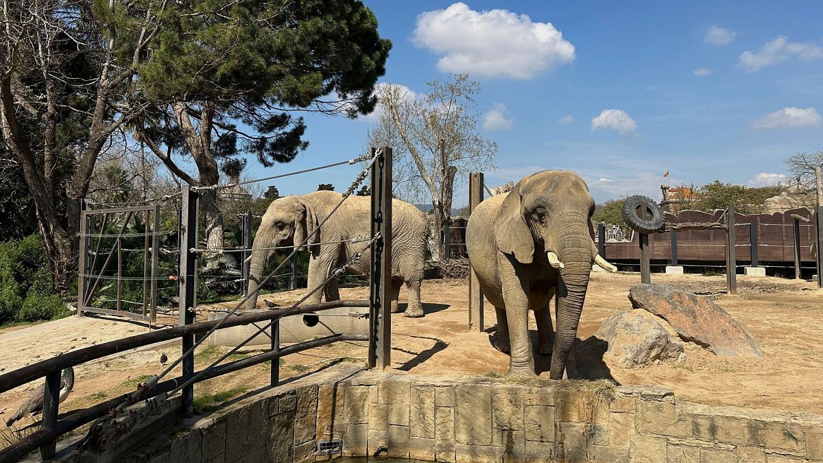 Two old African elephants Bully, left, and Susi, stand inside the Barcelona Zoo in Spain. | Copyright AP Photo/Hernan Muñoz