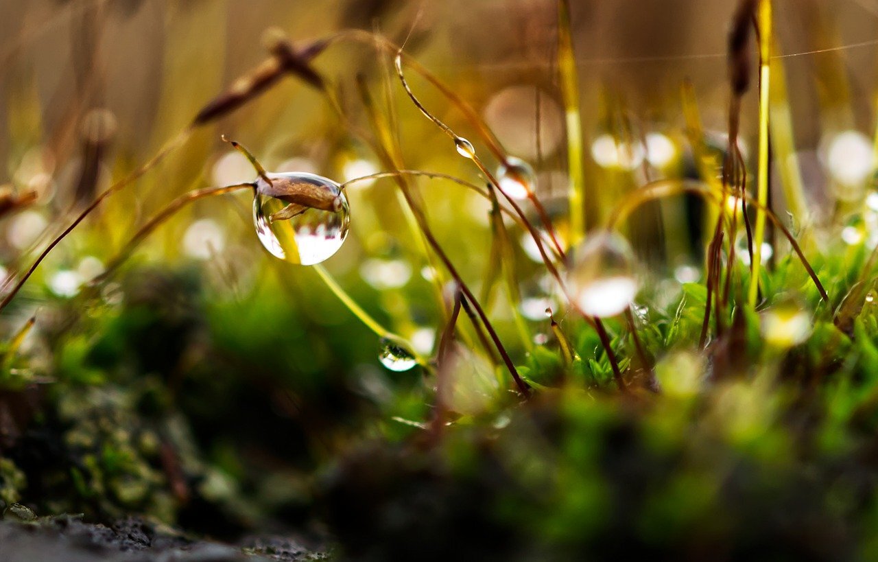 Gartengestaltung: Mit diesen sechs Tipps Wasser im Garten auffangen und dem Wassermangel entgegenwirken