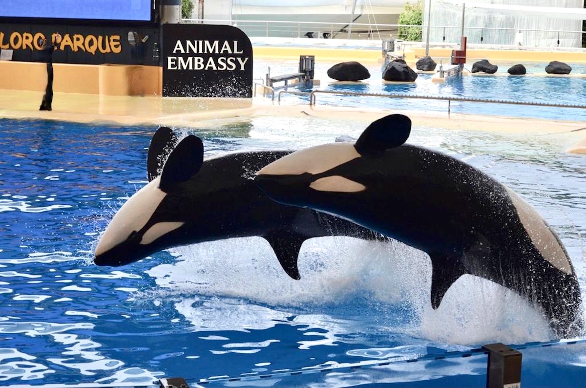 Morgan (pictured in the back) and Kohana jump on command during a show at Loro Parque’s orca stadium in December 2021, just ten months before Kohana's death in September 2022. Citing inadequate living conditions, a scientific agency in Spain has refused the transfer of Icelandic orcas Wikie and her son Keijo from Marineland d'Antibes in France to Loro Parque in Tenerife where four orcas have died in the last four...