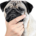 thinking_pug