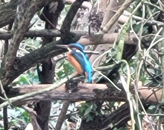 Ein Eisvogel
