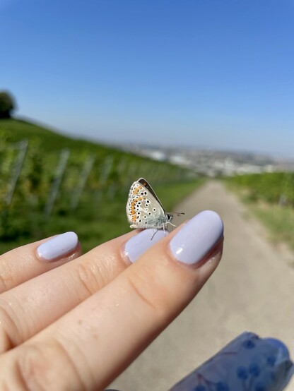 Ein kleiner Falter mit orangener Zeichnung und schwarzen Punkten sitzt auf meinem Finger dessen Nagel hell-lila lackiert ist