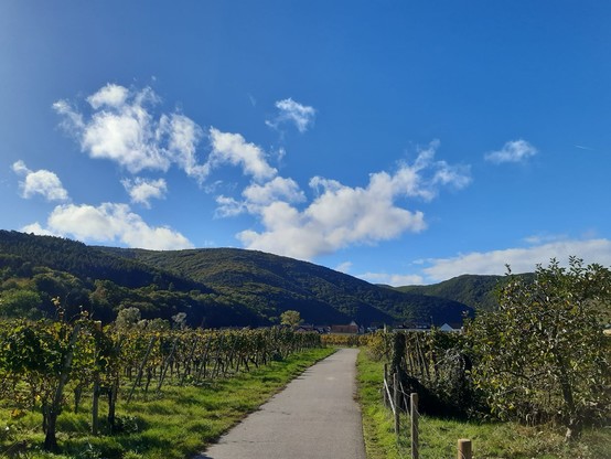 Ein asphaltierter Weg führt durhc ein Weinfeld. Im Hintergrund Berge. Blauer HImmel mit Wölkchen.