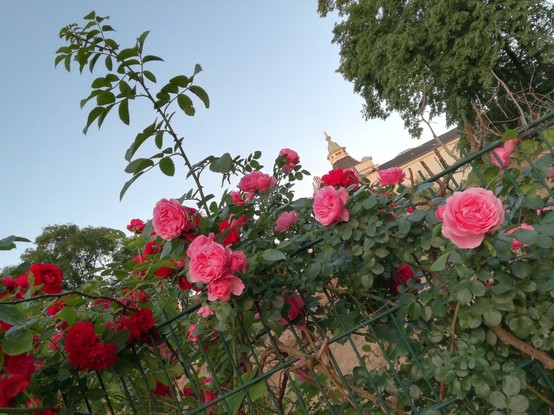 Mit Rosen bewachsener Zaun, im Hintergrund die "Neue Welt", das Einkaufszentrum in Neukölln.