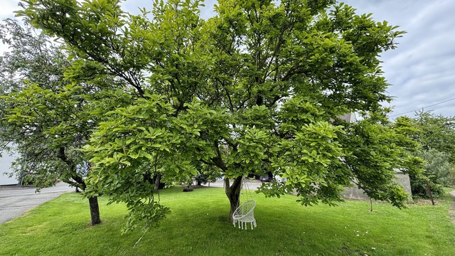 Ein geflochtener Hängestuhl in einem ausladenden Baum