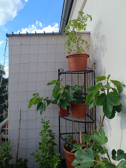 Balkonwand mit Netz. In der Ecke ein Eckregal mit Tomate, Rosmarin, Zuckermelonen. Im Vordergrund rechts Äste von zwei Feigenbäumchen.