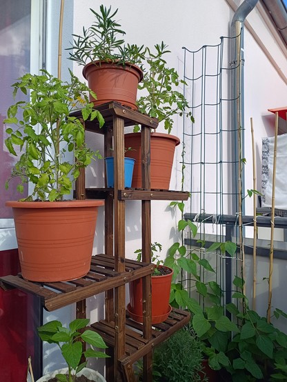 Balkonregal mit Estragon, Tomatenpflanzen, Paprikapflanze. Im Hintergrund Rankstäbe an denen  Feuerbohnen hochranken.