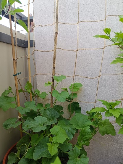 Topf mit Zuckermelonenpflanzen. Dahinter Balkonwand mit Netz.