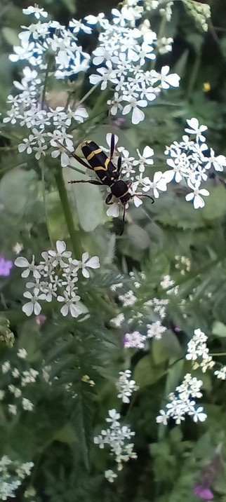 Ein länglicher, schwarz-gelb gestreifter Käfer Sitz auf einer weissen Doldenblüte des Wiesenkerbels