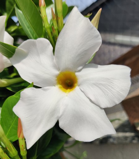 Die Blüte einer weißen Dipladenia mit gelber Mitte.