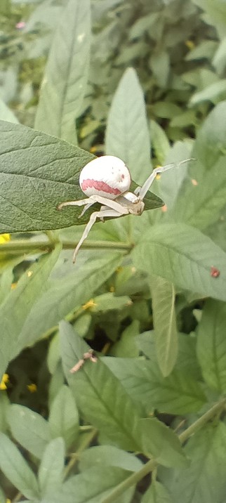 Eine weiße Spinne mit roten Längsstreifen sitzt auf einem grünen Blatt