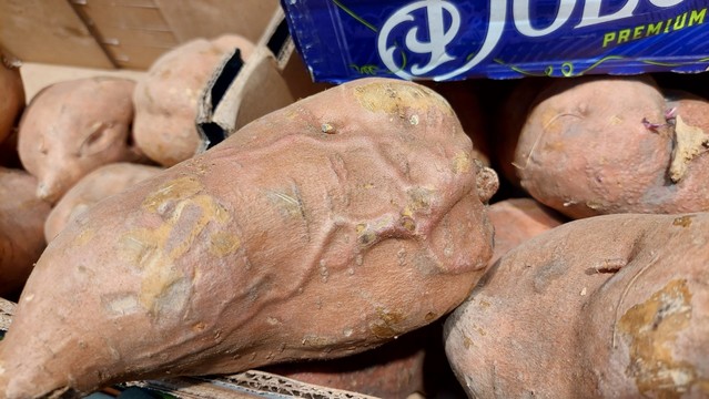 A sweet potato with a structure that looks like a muscle with big veins
