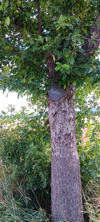 Stamm eines Apfelbaums mit dem Sortenschild  'Martini' vor einem Getreidefeld