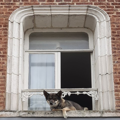 Huskie-ähnlicher Hund lehnt sich aus Fenster im ersten Stock