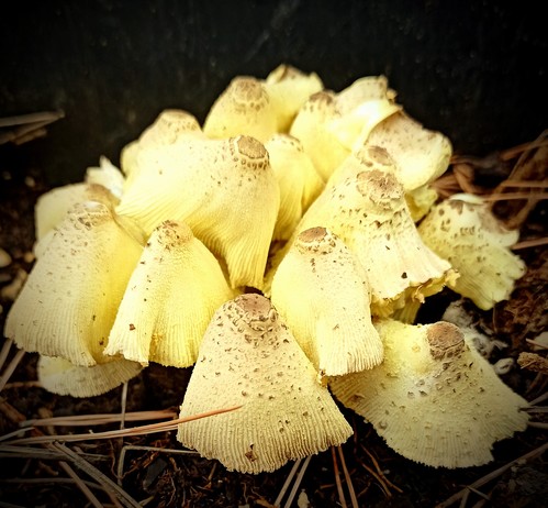 mehrere gelbe kleine Pilze