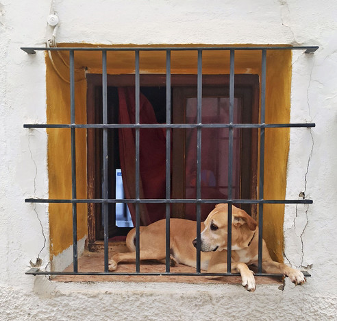 ein Hund beobachtet durch ein vergittertes Fenster die Straße, im Hintergrund ein laufender Fernseher 