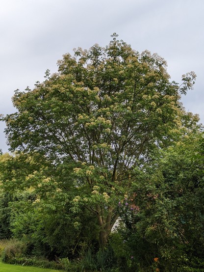 Ca. 20 Jahre alter 10m hoher  Bienenbaum (Stinkesche, euodia hupehensis) in voller Blüte stehend zwischen weiteren, deutlich kleineren Gehölzen in unserer Garzenhecke