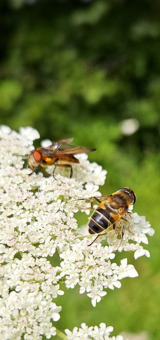 Bild zeigt 2 Fliegen au einer weißen Blüte.