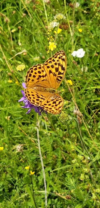 Bild zeigt einen orangefarbenen Schmetterling auf einer Blüte sitzend.