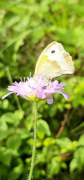 Bild zeigt einen Schmetterling auf einer rosafarbenen Blüte.