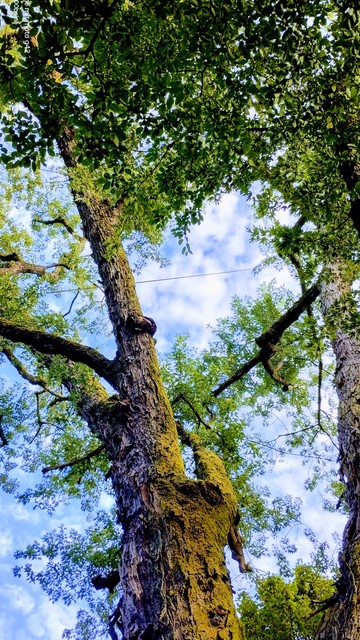 Baum vor erfrischenden Blauhimmel 