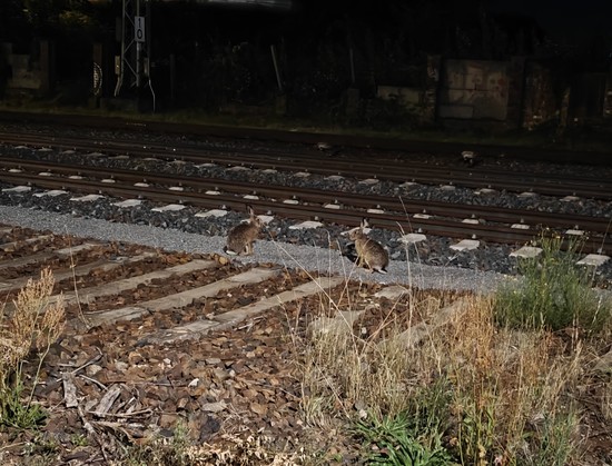 Zwei Hasen (keine Kaninchen möchte ich betonen). Sitzen, sich gegenseitig zugewandt, neben einem Gleis.