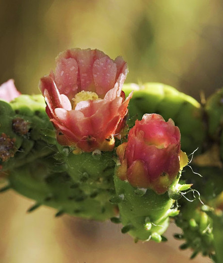 rote Kaktusblüten einer Opuntie mit gelbem Blütenboden