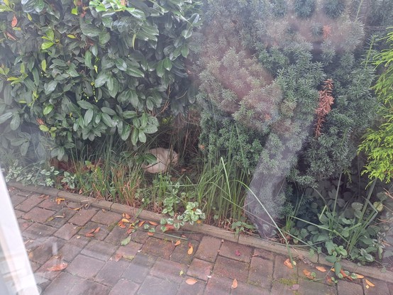 Foto durch eine Fensterscheibe. Draußen liegt ein weißer Kater eingekugelt unter einer Hecke