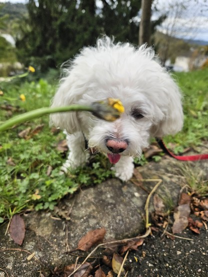 Bild zeigt die Hündin Paula beim Gassigang und eine Blume vor Ihrem Kopf.