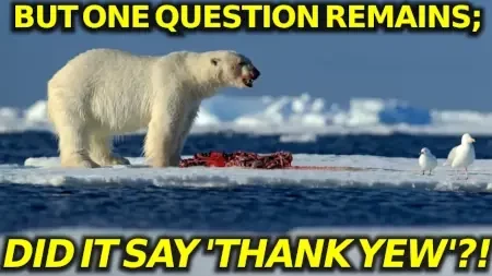 polar bear feasting on carcass

text: "but one question remains; did it say 'thank yew'"