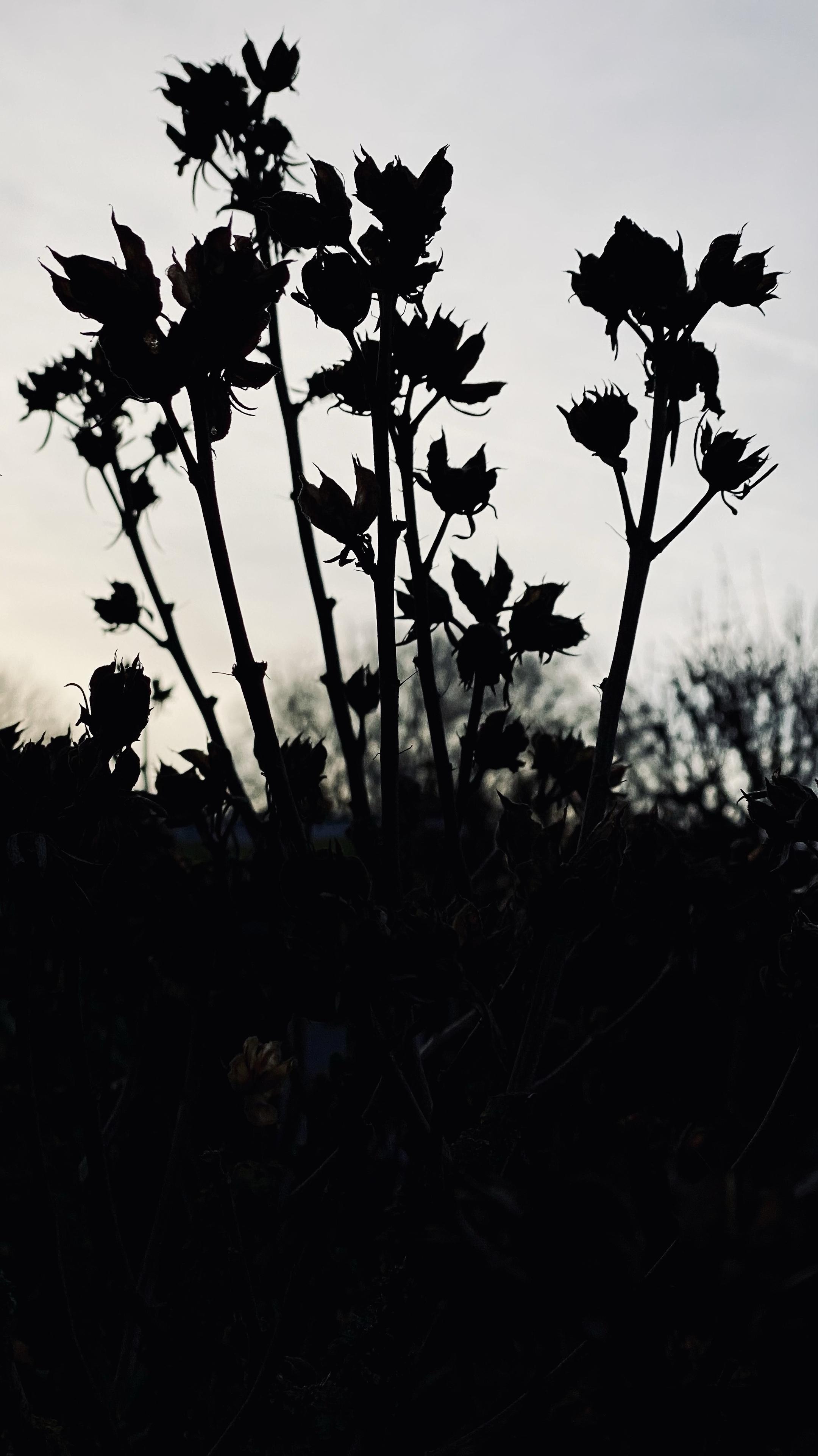 Silhouette in schwarz/weiß: Pflanzenstängel mit getrockneten Blütenknospen vor einem bewölkten Himmel in der Abenddämmerung. Silhouette in schwarz/weiß: Pflanzenstängel mit getrockneten Blütenknospen vor einem bewölkten Himmel in der Abenddämmerung.