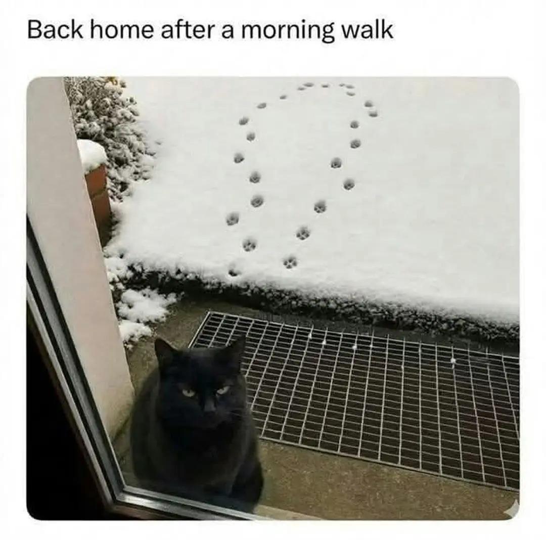 Katze vor einer Glastür draußen, im Schnee draußen sieht man Spuren von ihr, die einmal im Kreis wieder zurück zum Anfang führen - Katze guckt not amused und möchte offensichtlich sehr gerne wieder rein 