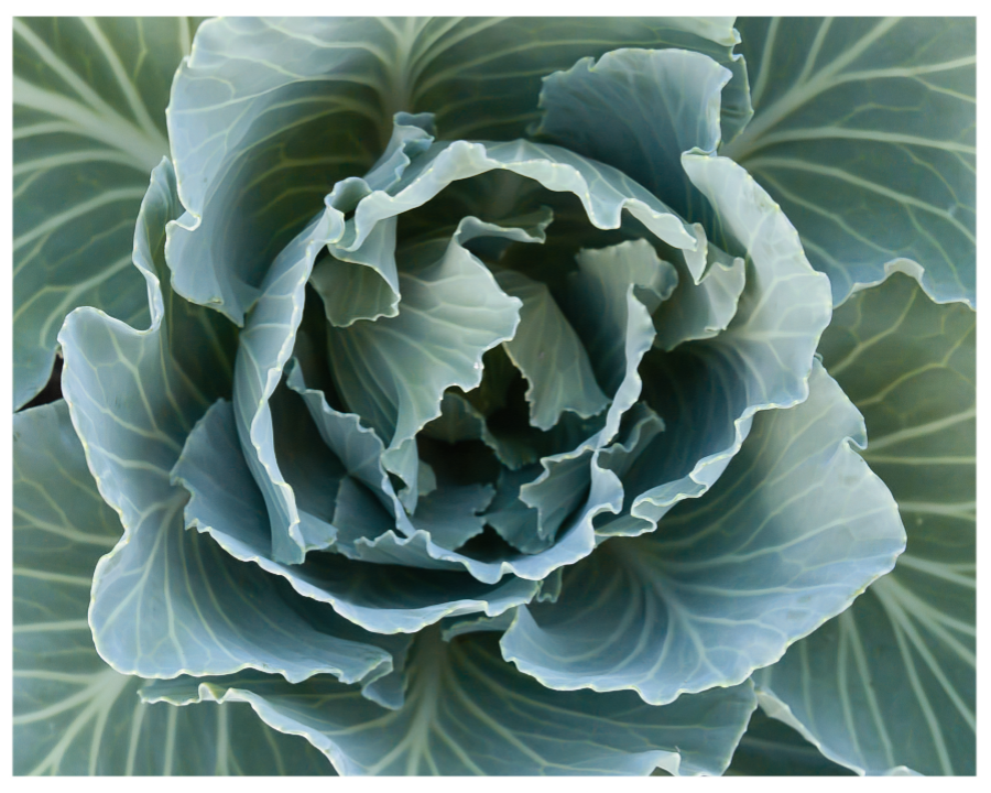 Aufsicht auf einen Kohlkopf mit großen frischen Blättern in kalten grünblauen Farben. Der Kohl hat keinen Kopf ausgebildet.