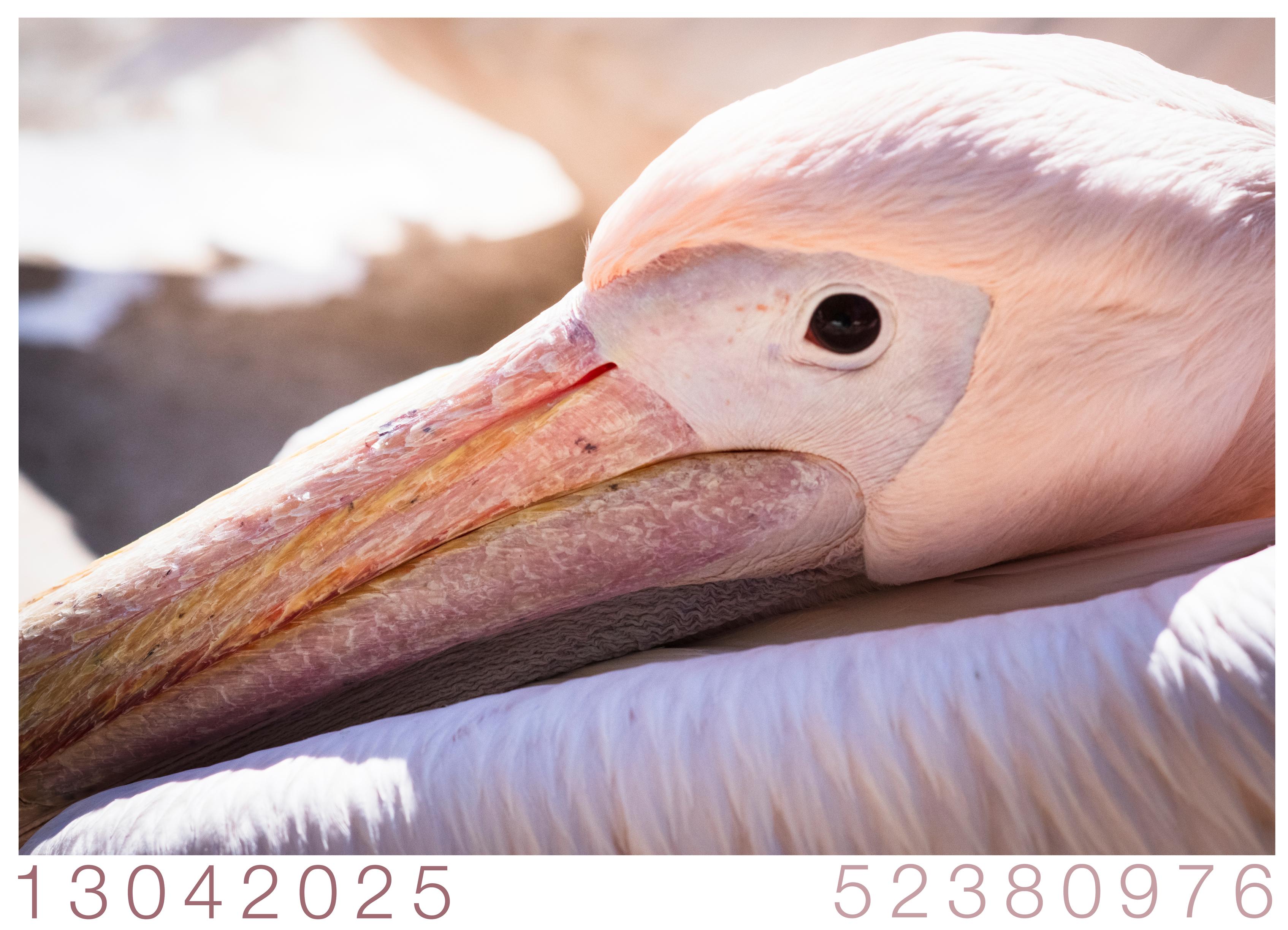 Kopf eines ruhenden Pelikans in Pastellrosa